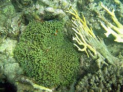 Ao Suthep Anemone